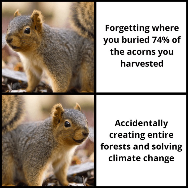 Squirrels are taking care of the climate - meme