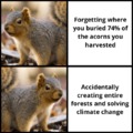 Squirrels are taking care of the climate