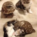 Owl and cat sleeping together