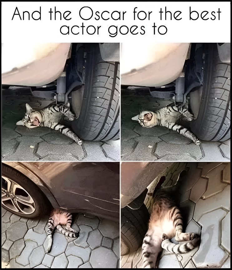 The best animal actor of all times - meme