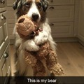 Don't take his bear