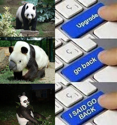 panda - meme