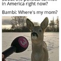 bambi is lost