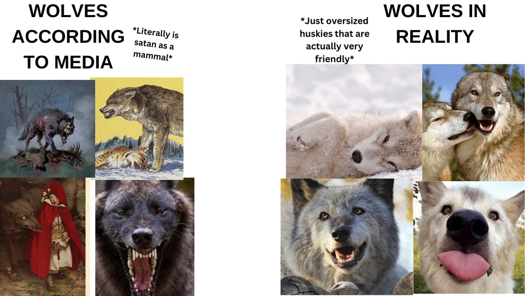 Fun fact: black wolves are usually more docile than other wolves of different colors - meme