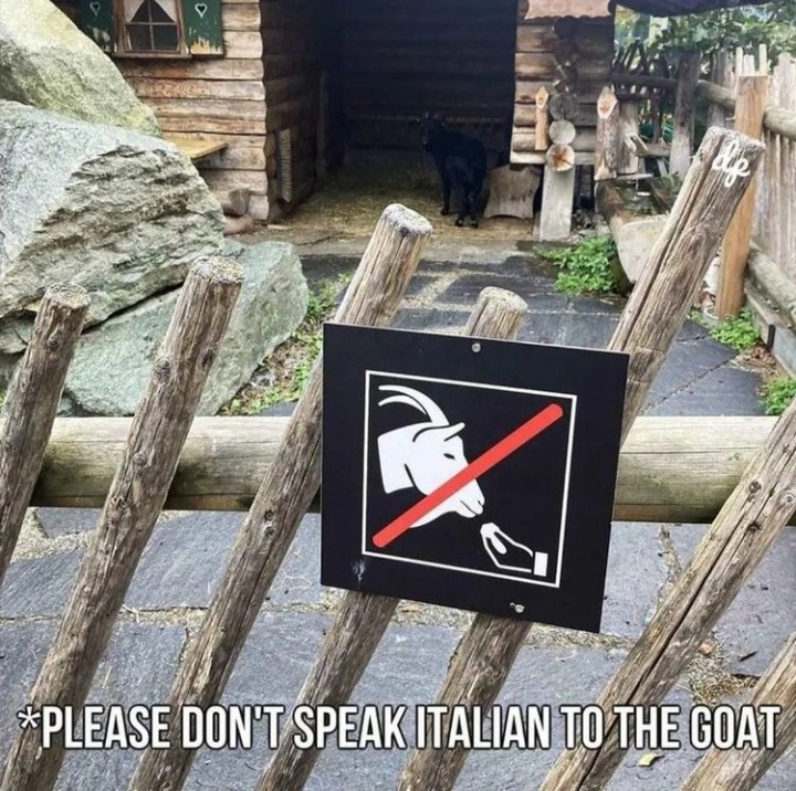 Não fale em italiano com a cabra - meme