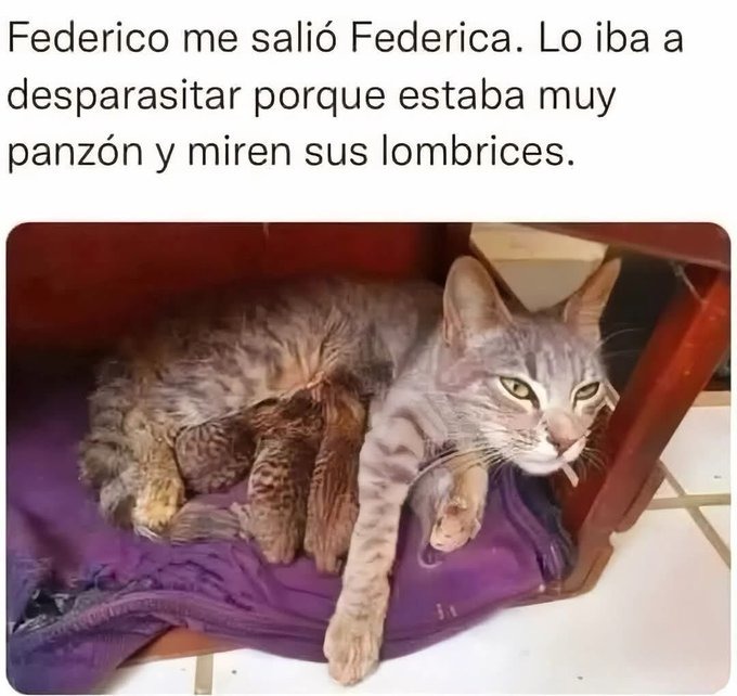 no estaba panzón tenía gatitos - meme