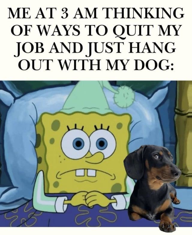 Me at 3AM planning my dog-centric retirement lifestyle - meme