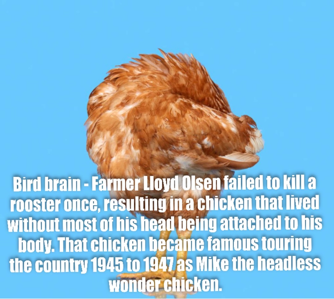 Odd Facts - Mike the headless wonder chicken! - meme