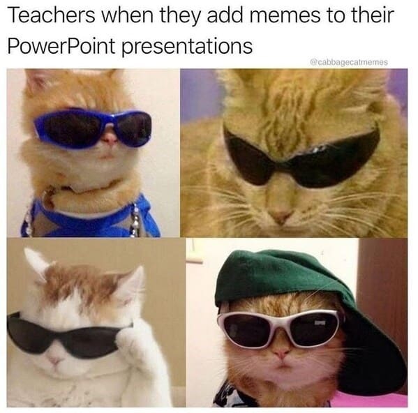 Funny cats memes