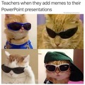 Funny cats memes