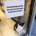Dangerous pussy