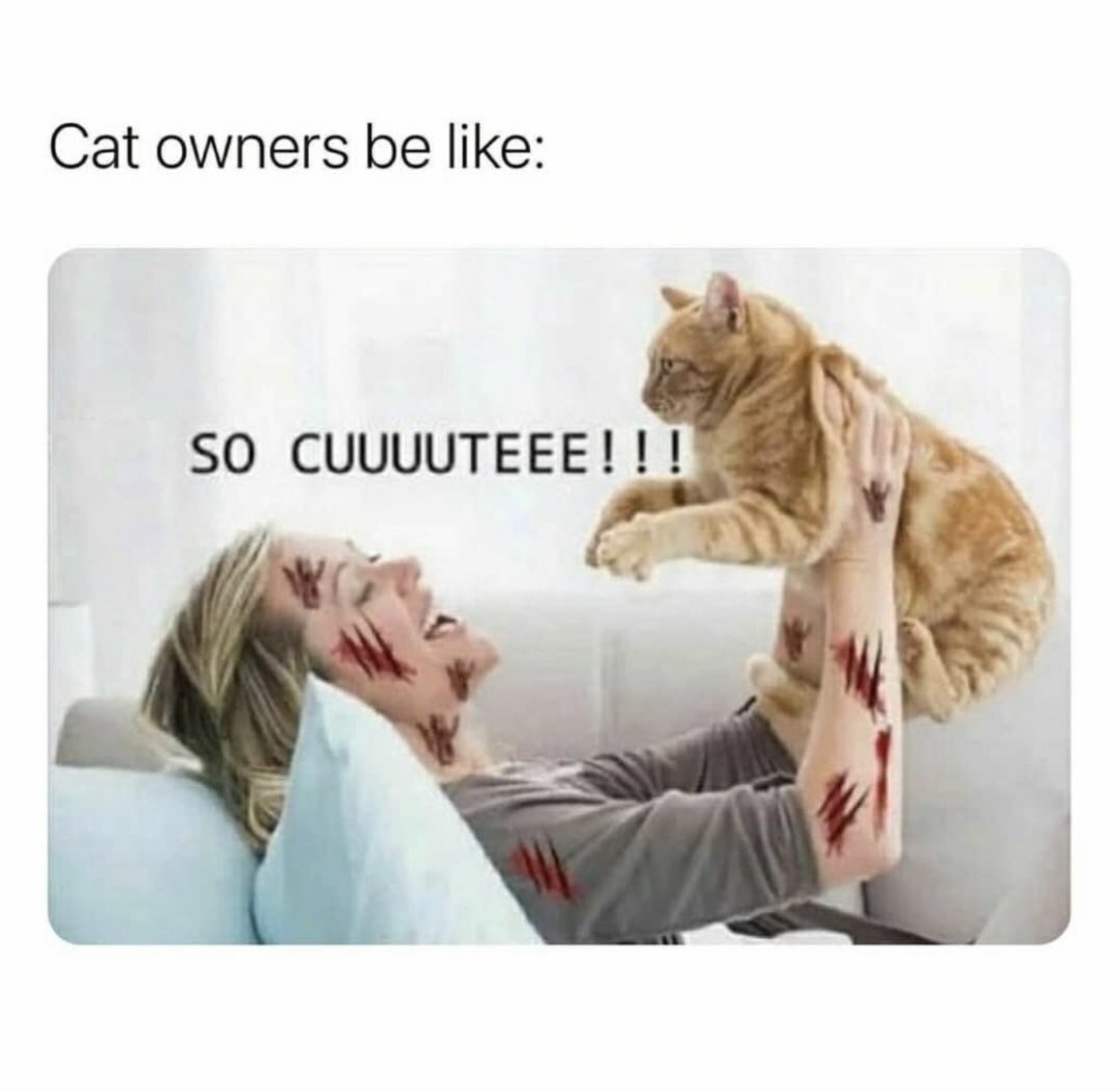 Cat owners are like - meme