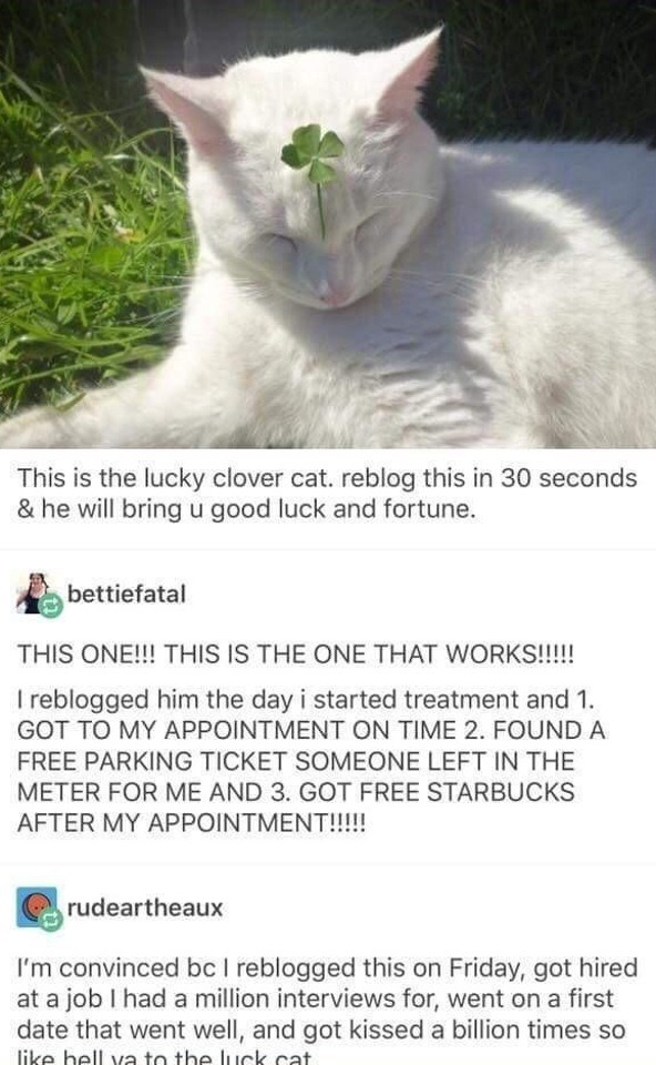 Lucky clover cat meme