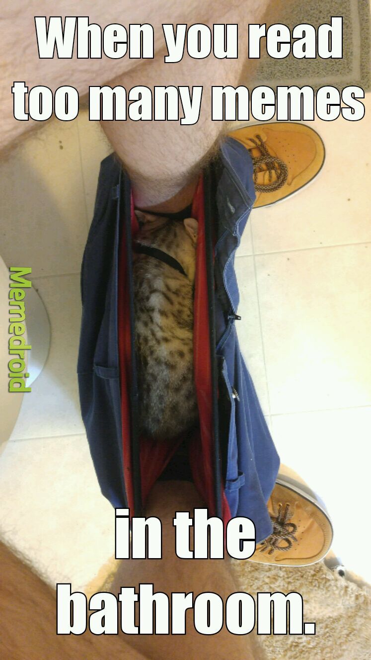 Bryce the Ocicat. - meme