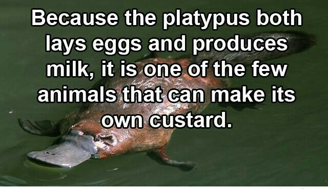 Delicious platypus custard - meme