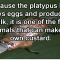 Delicious platypus custard