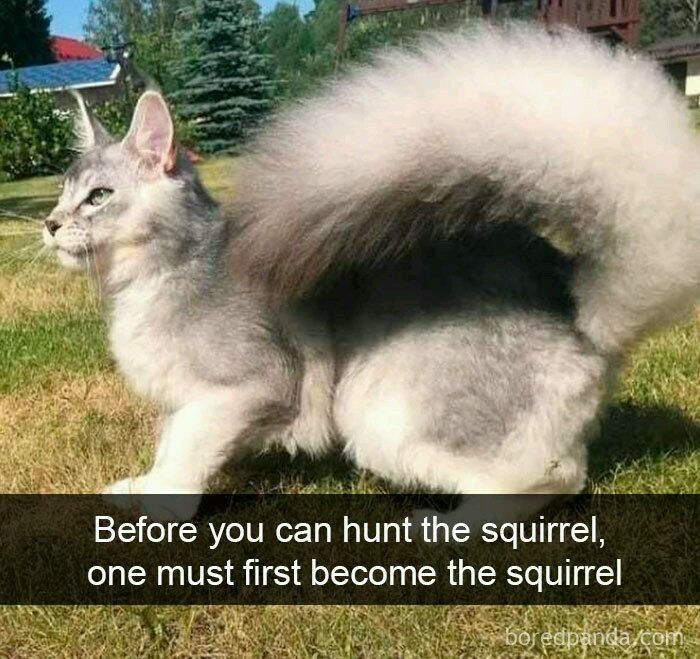 Be one with the squirrel - meme