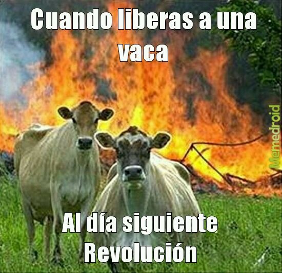 Sólo era una.vaca - meme