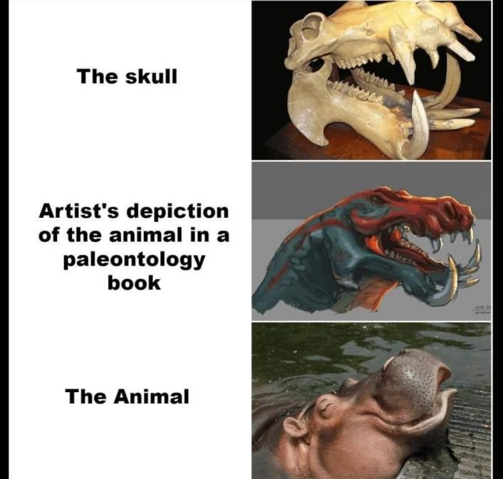 Hippo skull - meme