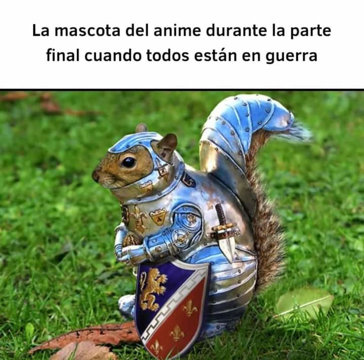 Top memes de Ardillas en español :) Memedroid