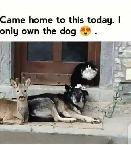 The gang is together - meme