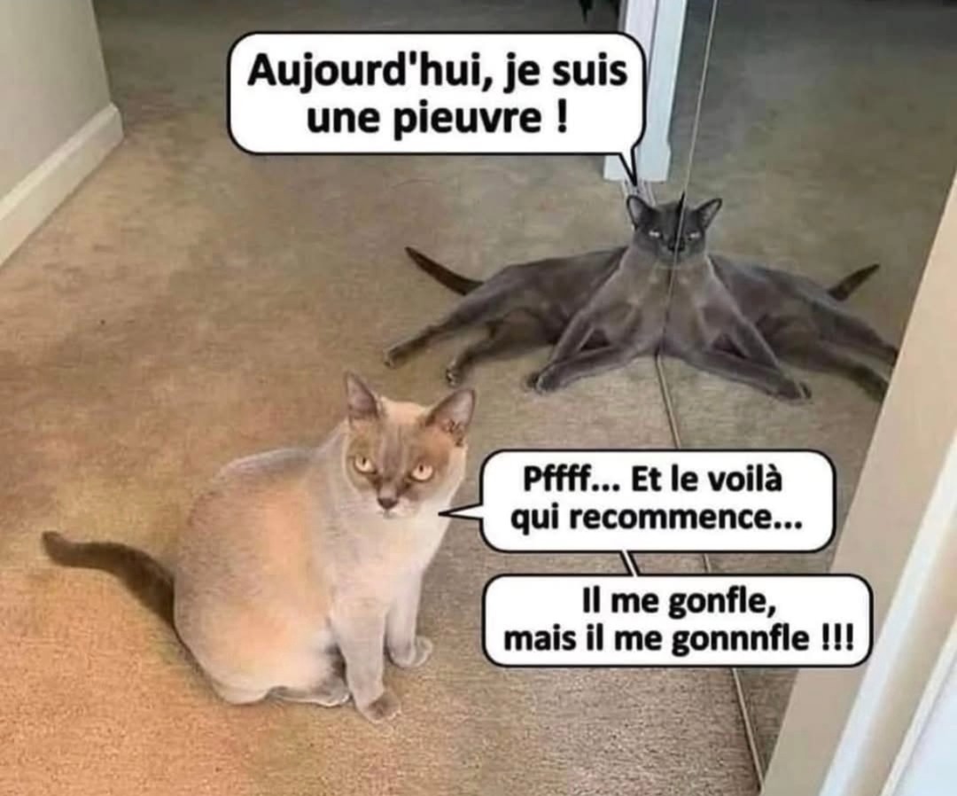 Aujourd'hui je suis une pieuvre... et apparemment ça énerve quelqu’un - meme