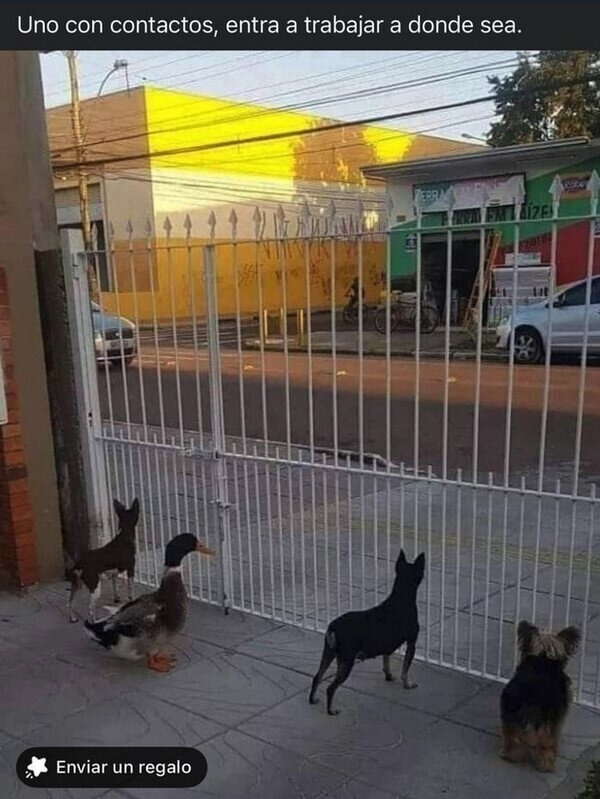 Uno con contactos entra donde sea, los demás manden CV - meme