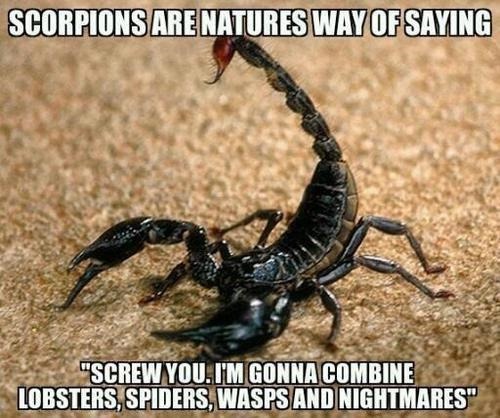 Scorpions are like nature's screwing us - meme