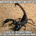 Scorpions are like nature's screwing us
