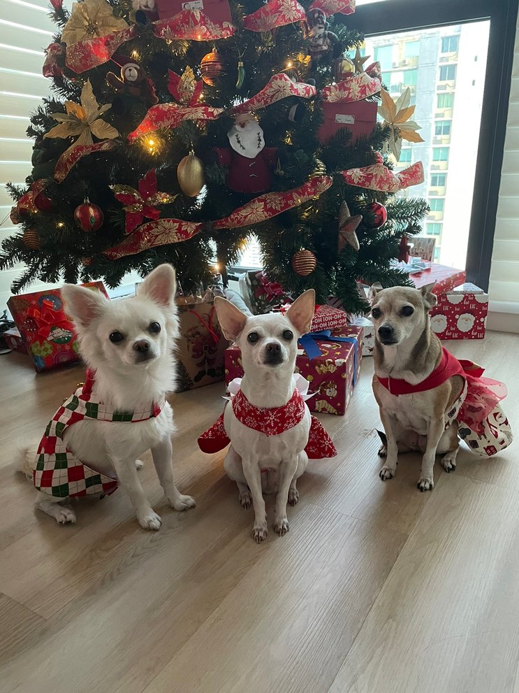 Feliz navidad a todos, se que no es un meme pero quería que vieran a mis perros