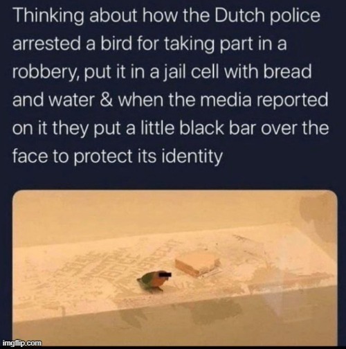 Bird arrested for taking part in a robbery - meme