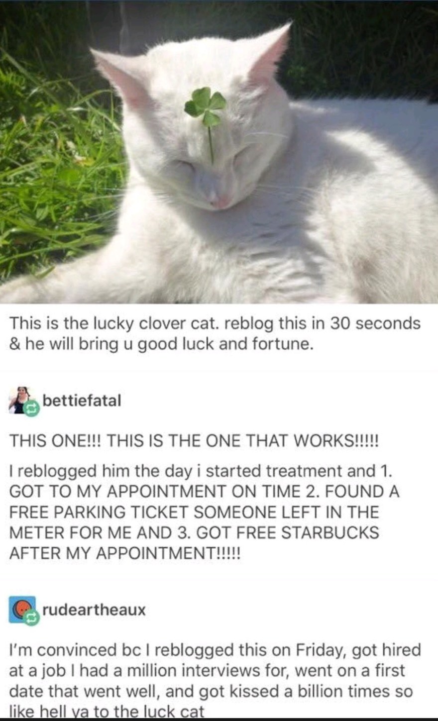 Clover cat - meme