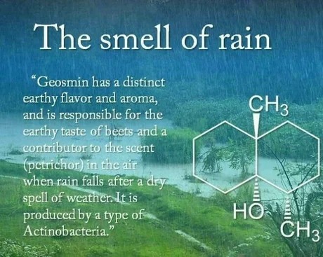 The smell of rain - meme
