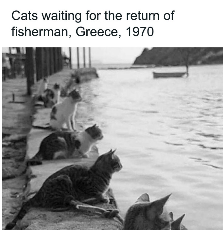 Cats waiting for the fisherman - meme