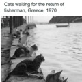 Cats waiting for the fisherman