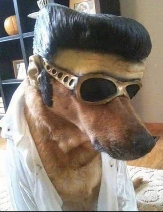 Perris Presley - meme