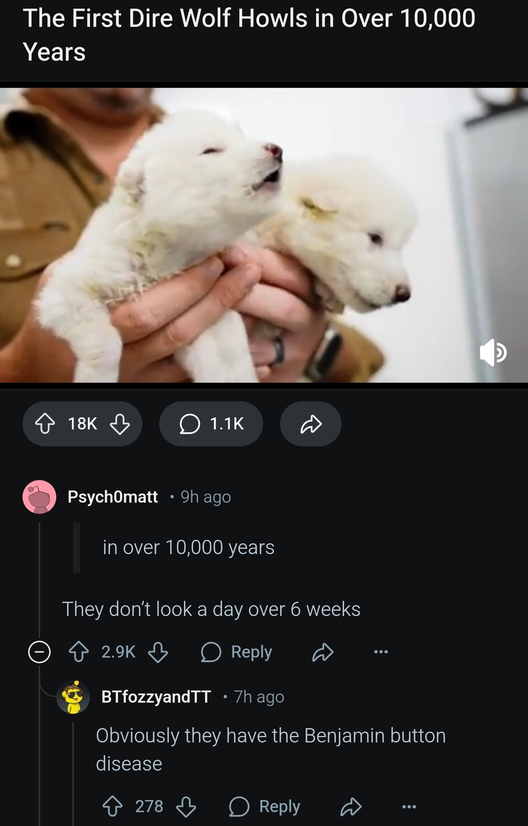 They howl like pups, but these boys are 10,000 years old - meme