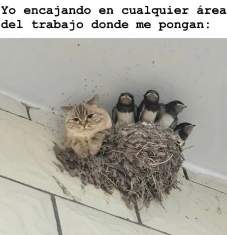 Yo adaptándome en el trabajo como gelatina en molde - meme