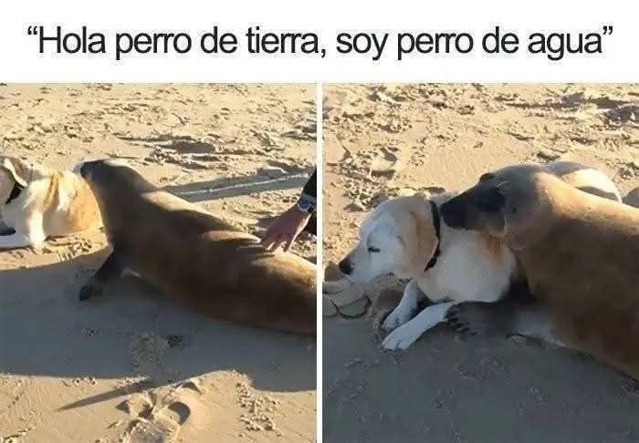 Perro de agua - meme