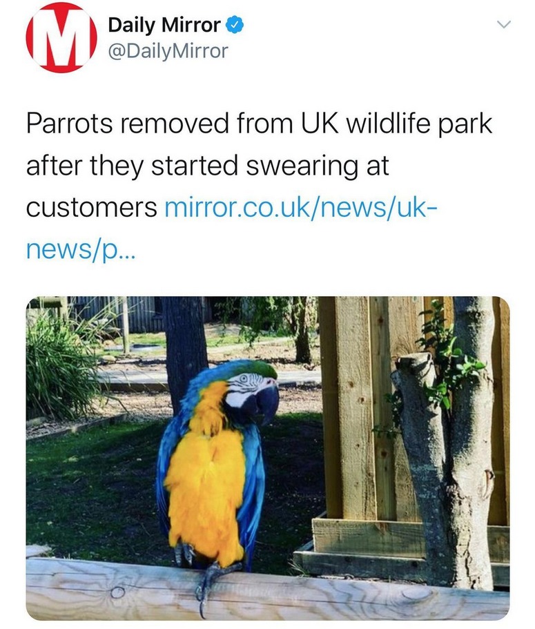 These parrots have my respect - meme