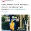 These parrots have my respect