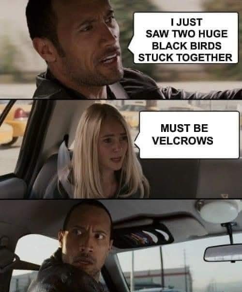 Avians be avianing - meme