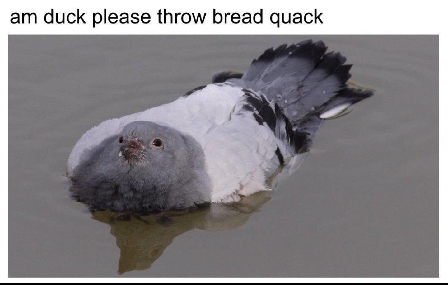 Ok, take the whole loaf - meme