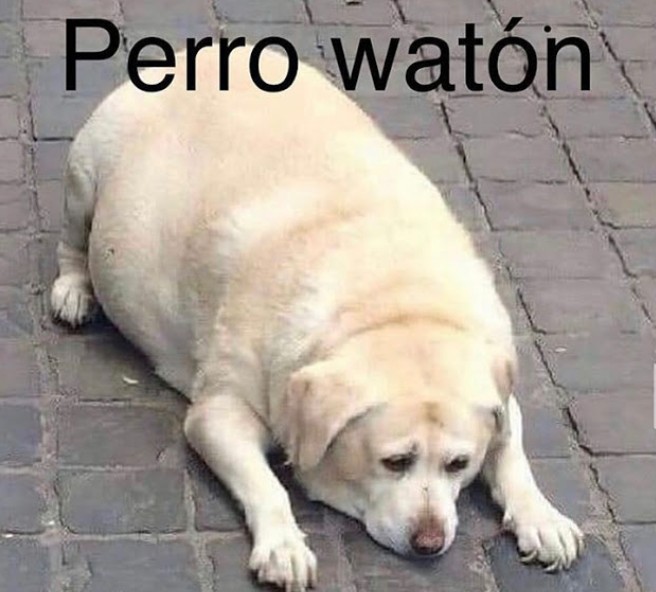 Perro waton - meme