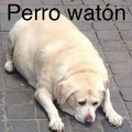 Perro waton