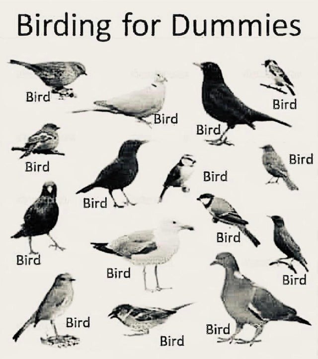the bird is the word (well a everybody's heard about the bird) - meme