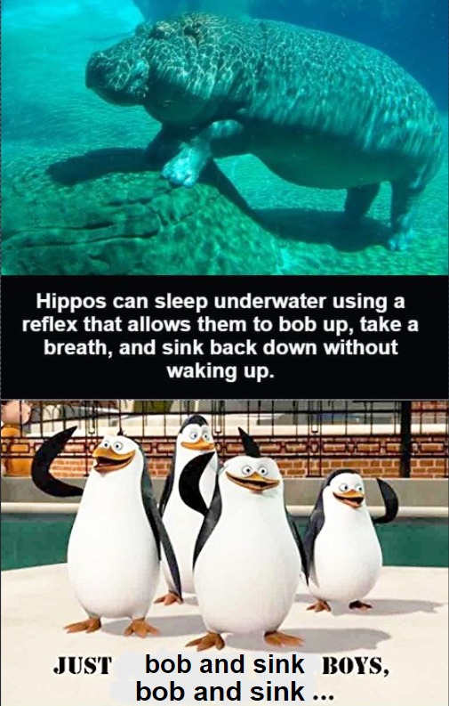 How hippos can sleep underwater - meme