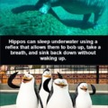 How hippos can sleep underwater