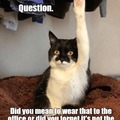 Questioning cat