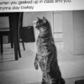 Geeked cat meme